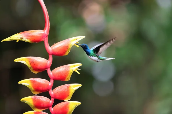 Bonito Beija Flor Selvagem Costa Rica — Fotografia de Stock