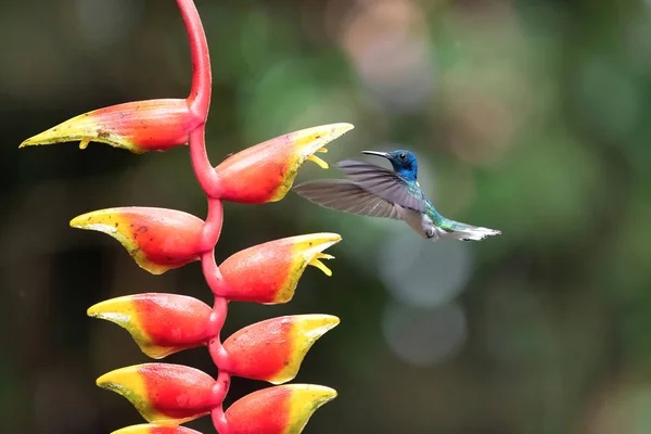 Beautiful Wild Hummingbird Costa Rica — Stock Photo, Image