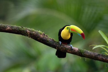 Beautiful colorful toucan bird Costa Rica