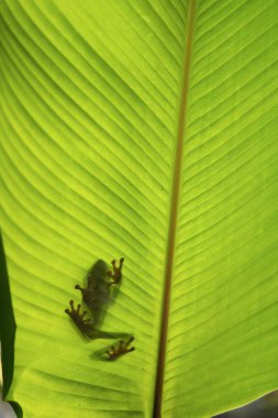 Frog silhouette behind the leaf
