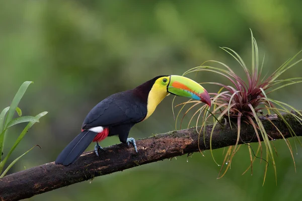 Krásný Barevný Toucan Pták Kostarika — Stock fotografie