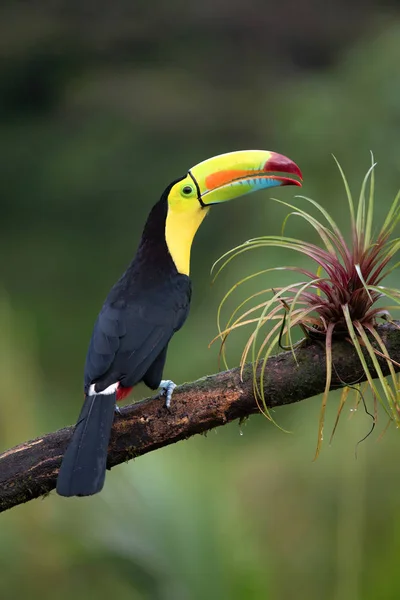 Krásný Barevný Toucan Pták Kostarika — Stock fotografie