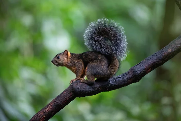 Wild Squirrel Tree Costa Rica — Stok fotoğraf