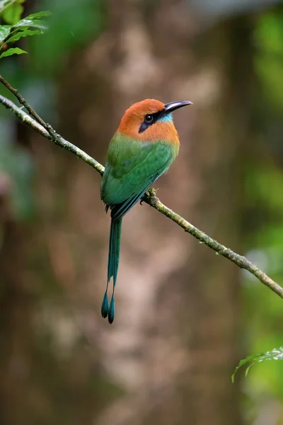 Дикая Птица Мотмот Коста Рика — стоковое фото