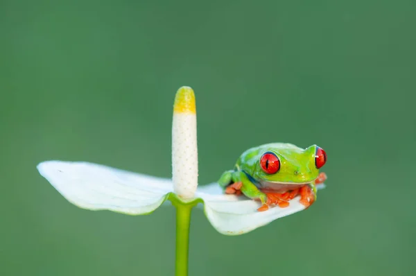 Rana Árbol Sobre Flor Blanca — Foto de Stock