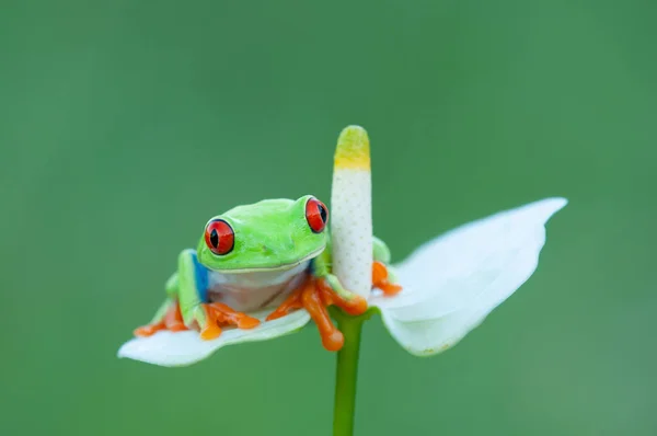Funny red eyed tree frog on flower