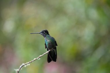 Dal üzerinde dinlenen yeşil sinekkuşu