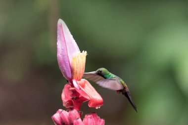 Green hummingbird with pink flower