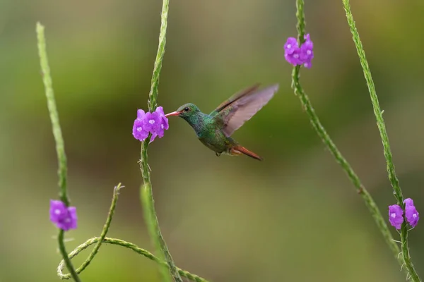 Beija Flor Selvagem Alimentando Flor Roxa — Fotografia de Stock