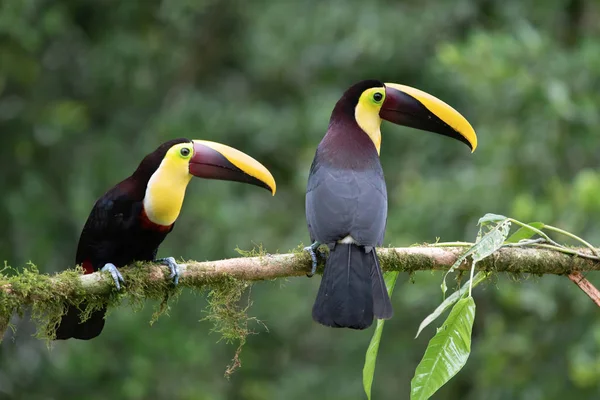 Dva Toukany Větvi Kostarika — Stock fotografie