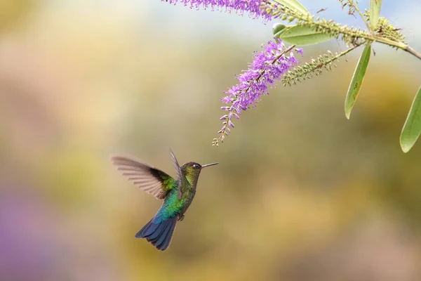 Kolibri Med Vacker Lila Blomma — Stockfoto