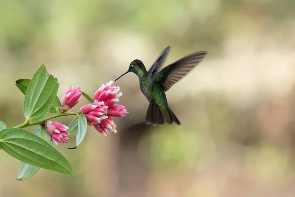 Vacker Kolibri Flyger Till Rosa Blomma — Stockfoto