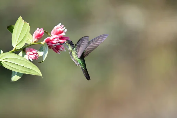 Kolibri Utfodring Rosa Blomma — Stockfoto