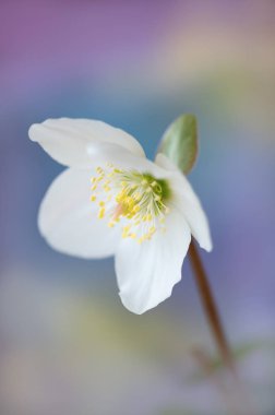 Pastel arka planda beyaz şakayık çiçeği