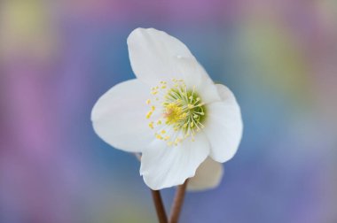 Beyaz şakayık çiçeği ayrıntılarıyla