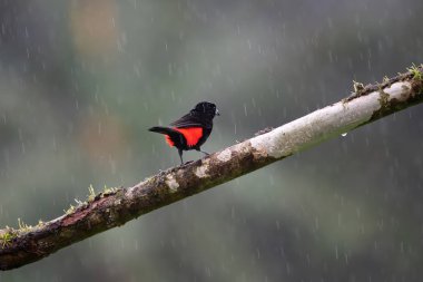 Yağmurda siyah ve kırmızı minik kuş