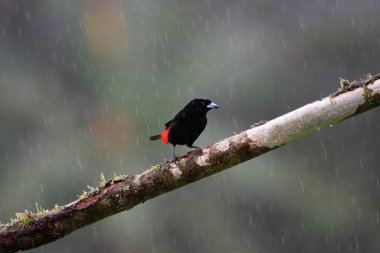 Yağmurda siyah ve kırmızı minik kuş