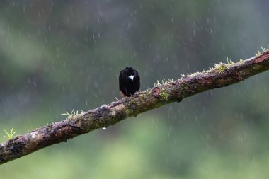 Kara kuş yağmur altında, karamsar
