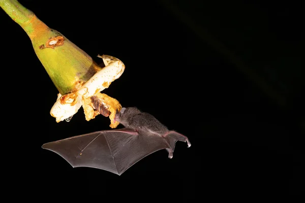 Bat feeding at flower, night photography