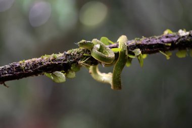 Ağaçta yılan, Kosta Rika
