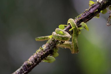Ağaçta yılan, Kosta Rika