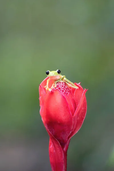 Rana Exótica Una Flor — Foto de Stock