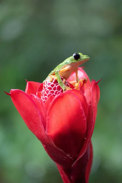 Rana Exótica Una Flor — Foto de Stock