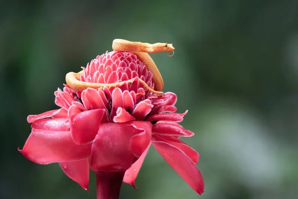 Kolorowy Wąż Tropikalnym Kwiatku — Zdjęcie stockowe