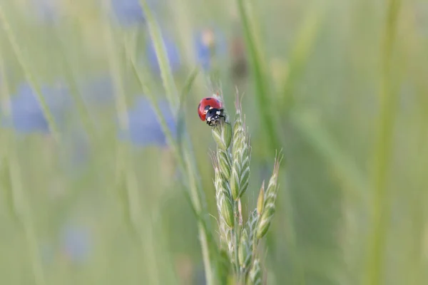 Marienkäfer Auf Spätem Frühlingsfeld — Stockfoto