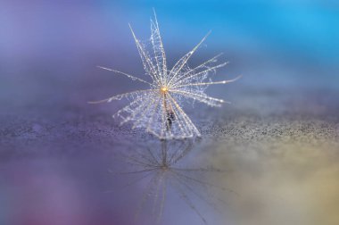 Karahindiba tohumu detaylı, renkli arkaplan