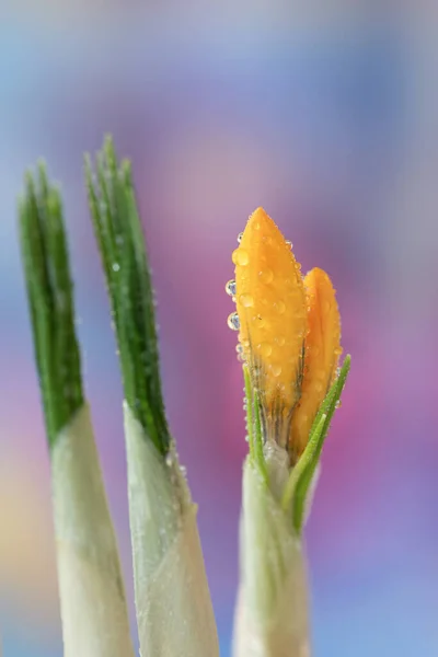 Fresh Yellow Spring Crocus Flower — Stock Photo, Image