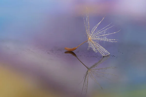 Dandelion Seed Detail Colorful Background — Stock Photo, Image