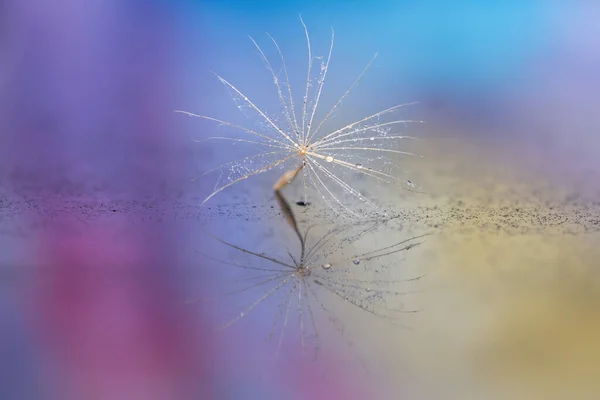 Detail Van Kleine Paardebloem Zaad — Stockfoto