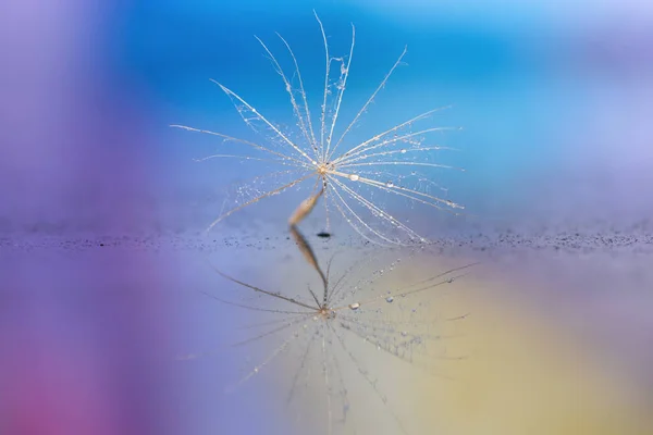 Detail Tiny Dandelion Seed — Stock Photo, Image