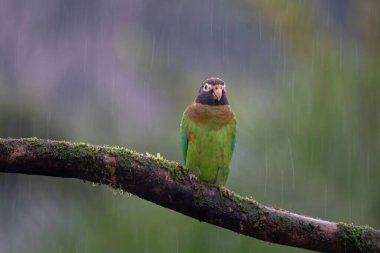 Yağmurlu günlerde vahşi papağan
