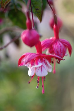 Bahar çiçekleri, Kosta Rika 'nın güzel