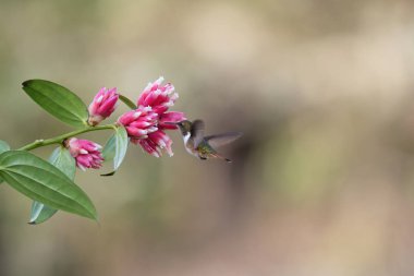 Yabani sinekkuşu çiçekten nektar besliyor.