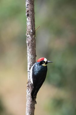 Ağaçkakan, Kosta Rika 'nın vahşi yaşamı