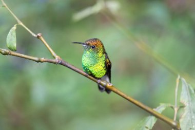 Kosta Rika 'da renkli sinekkuşu izole edildi