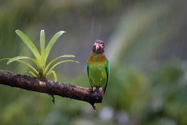 Wild Parrot Rainy Day — Stock Photo, Image