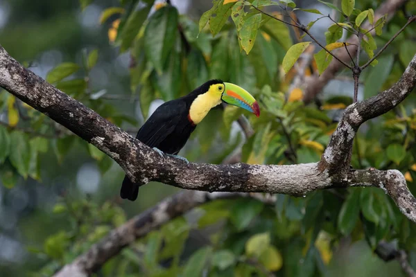 Keel Fakturovaný Toucan Kostarika — Stock fotografie