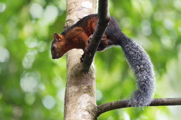Esquilo Pequeno Bonito Vida Selvagem América — Fotografia de Stock