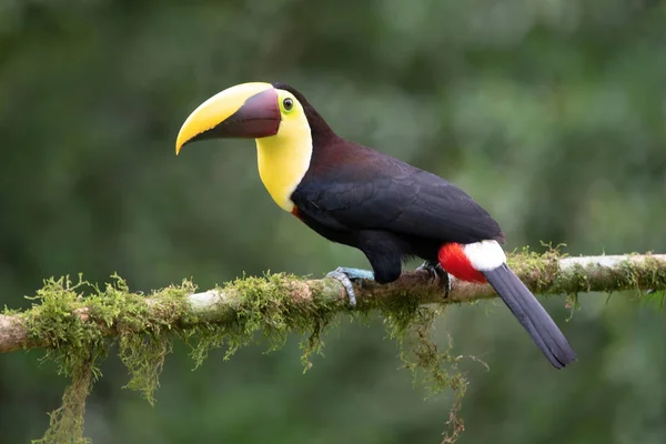 Divoký Barevný Toucan Kostarika — Stock fotografie