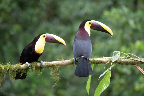 Divoký Barevný Toucan Kostarika — Stock fotografie