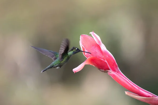 Colibrí Salvaje Alimentando Néctar Flor —  Fotos de Stock