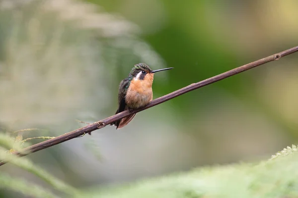 Barevný Kolibřík Izolovaný Kostarika — Stock fotografie