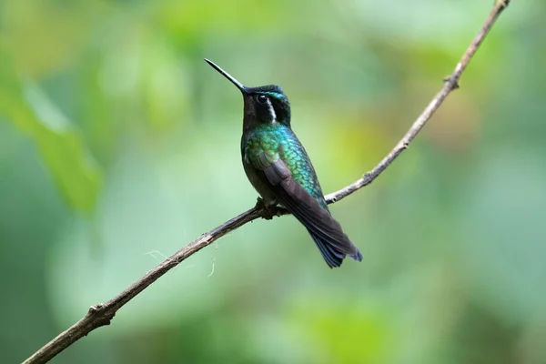 Colorful hummingbird isolated, Costa Rica