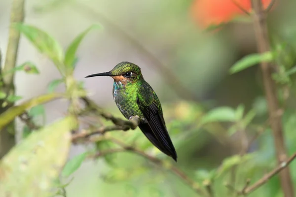 哥斯达黎加孤立的多彩的蜂鸟 — 图库照片