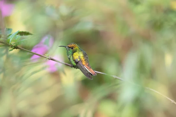 Färgglada Kolibri Isolerad Costa Rica — Stockfoto