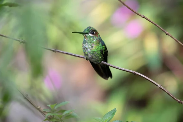 哥斯达黎加孤立的多彩的蜂鸟 — 图库照片